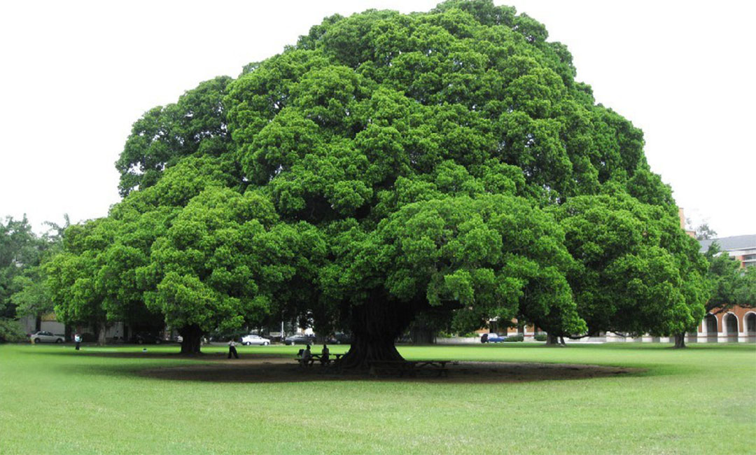 开封金榕树服务号代运营案例